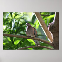 Dove I Print