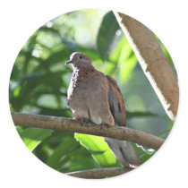 Dove I Sticker