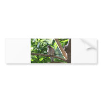 Dove II Bumper Stickers