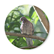Dove II Fridge Magnets