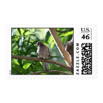 Dove II Stamps