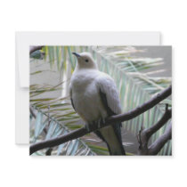 dove invites