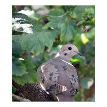 Dove posters