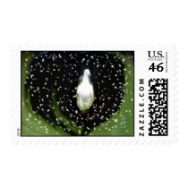 dove stamp by Butterfly2008 dove stamp