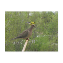 dovenfinch postcards