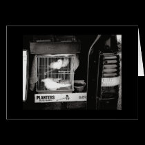 Doves in a Cage cards