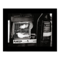 Doves is a Cage posters by bhbphotos Doves is a Cage posters