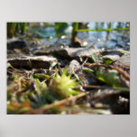 Down by the lake shore print