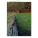 Downed Tree, Santa Cruz (Card) by agserm Downed Tree, Santa Cruz (Card)