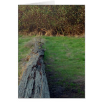 Downed Tree, Santa Cruz (Card)