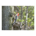 Downy Pecker posters by kahmier Downy Pecker posters