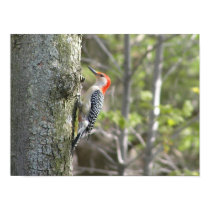 Downy Pecker posters by kahmier Downy Pecker posters