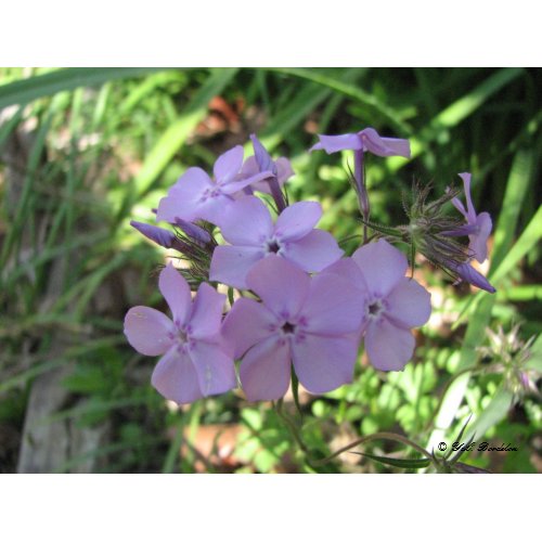 Downy Phlox print