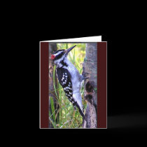 downy woodpecker cards