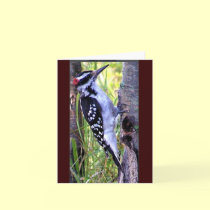 downy woodpecker cards