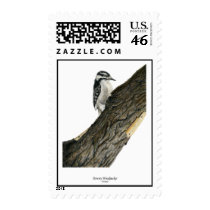Downy Woodpecker (Female) postage