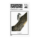 Downy Woodpecker (Female) postage
