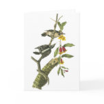 Downy Woodpecker - John Audubon Greeting Cards