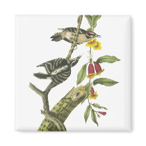 Downy Woodpecker - John Audubon Refrigerator Magnets