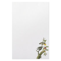 Downy Woodpecker - John Audubon Stationery Paper