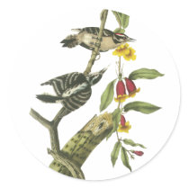 Downy Woodpecker - John Audubon Round Stickers