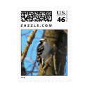 Downy Woodpecker postage