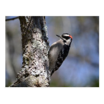 Downy Woodpecker Postcards