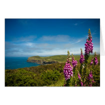 Doyden Point cards