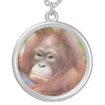 Dr. Ann, Orangutan of OFI Jewelry
