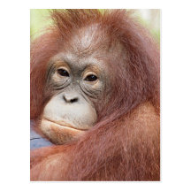 Dr. Ann the Orangutan Post Cards