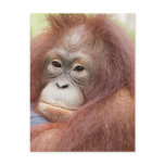 Dr. Ann the Orangutan Post Cards