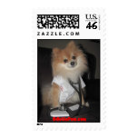 Dr. Odie the Pom Stamps