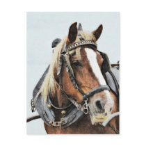 Draft horse in harness postcard