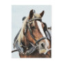 Draft horse in harness postcard