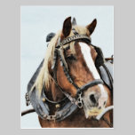 Draft horse in harness postcard postcards