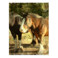 Draft Horse Pair Postcard