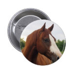 Draft Horse Photo Round Button