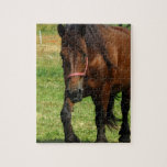Draft Horse Puzzle