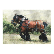 Draft horse team in harness print