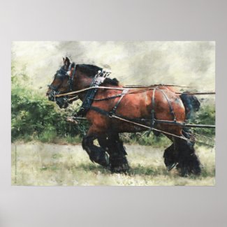 Draft horse team in harness posters