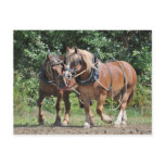 Draft horses in harness postcard