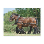 Draft horses in harness postcard