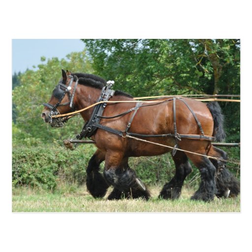 Draft horses in harness postcard Zazzle