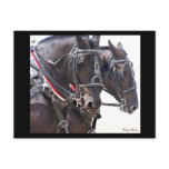 Draft Horses Postcard #1