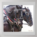 Draft Horses Poster #2