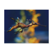 dragon flight post cards