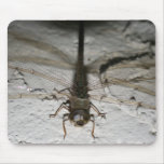 dragon fly mouse pads