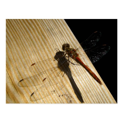 Dragon Fly Post Card
