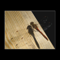 Dragon Fly Post Card