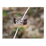 dragon fly postcards